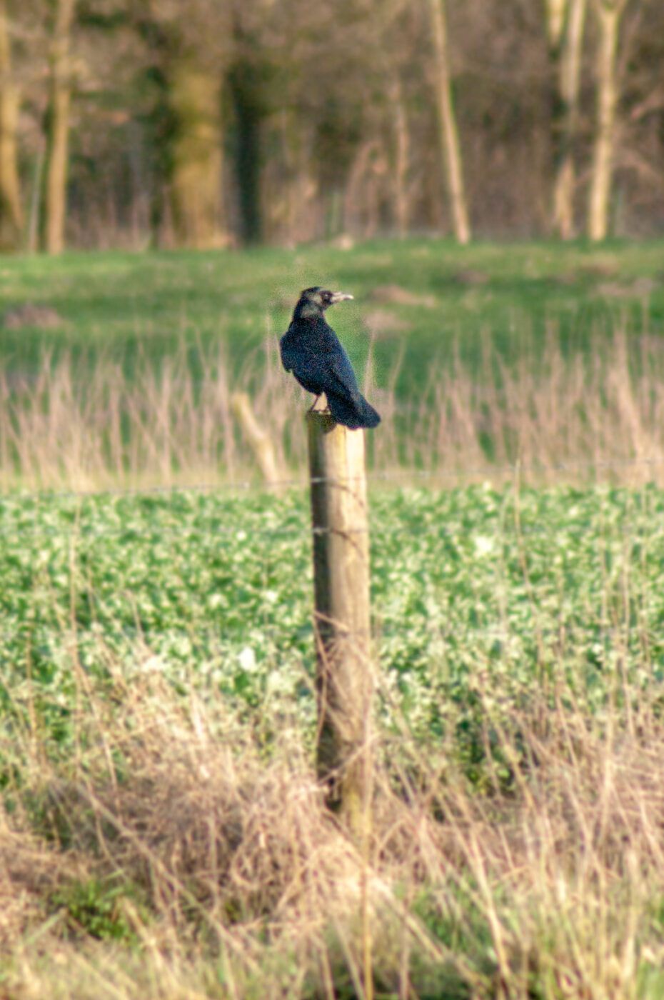 2017-03-25 - NSG Brandheide Recklinghausen