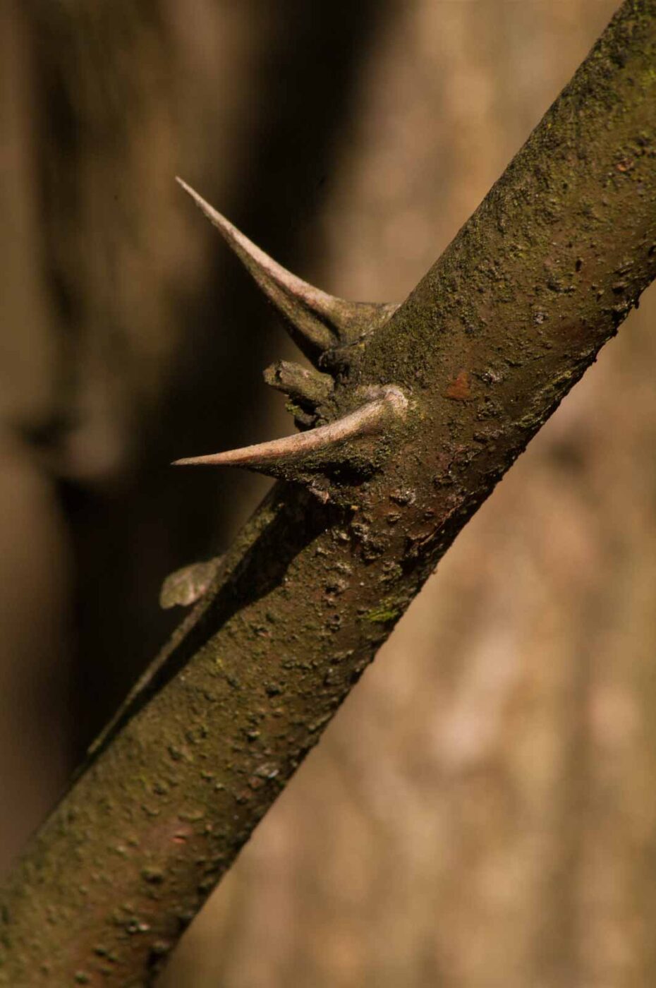 2017-03-28 - NSG Brinksknapp Recklinghausen