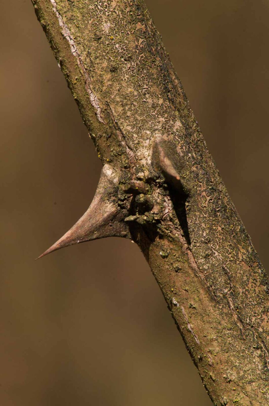 2017-03-28 - NSG Brinksknapp Recklinghausen