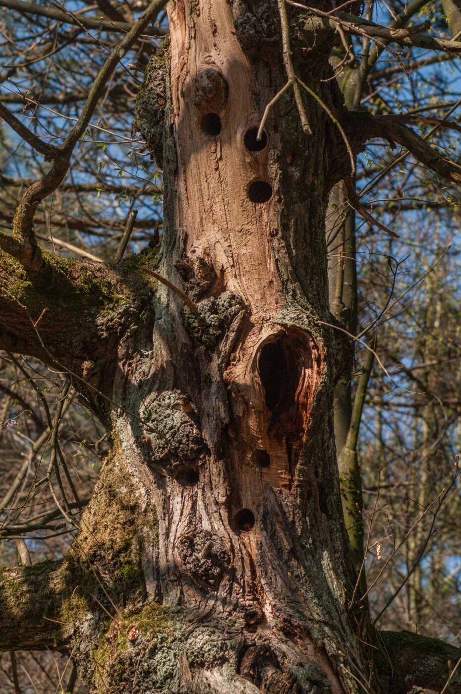 2017-03-28 - NSG Brinksknapp Recklinghausen