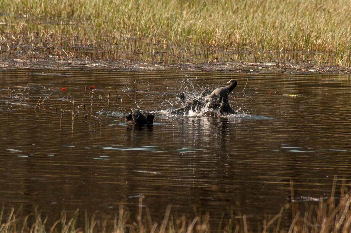 2017-03-28 - NSG Brinksknapp Recklinghausen
