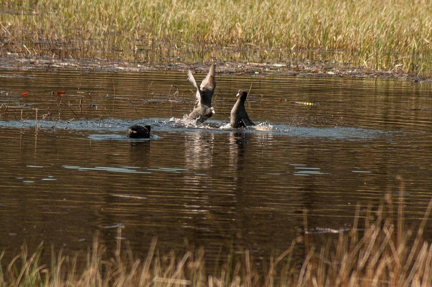 2017-03-28 - NSG Brinksknapp Recklinghausen