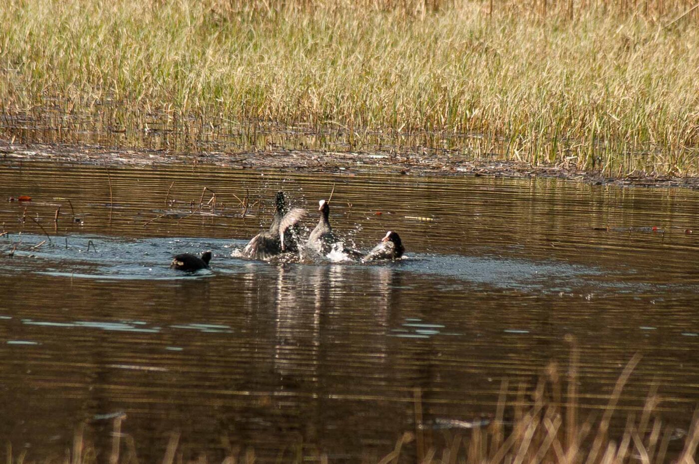 2017-03-28 - NSG Brinksknapp Recklinghausen