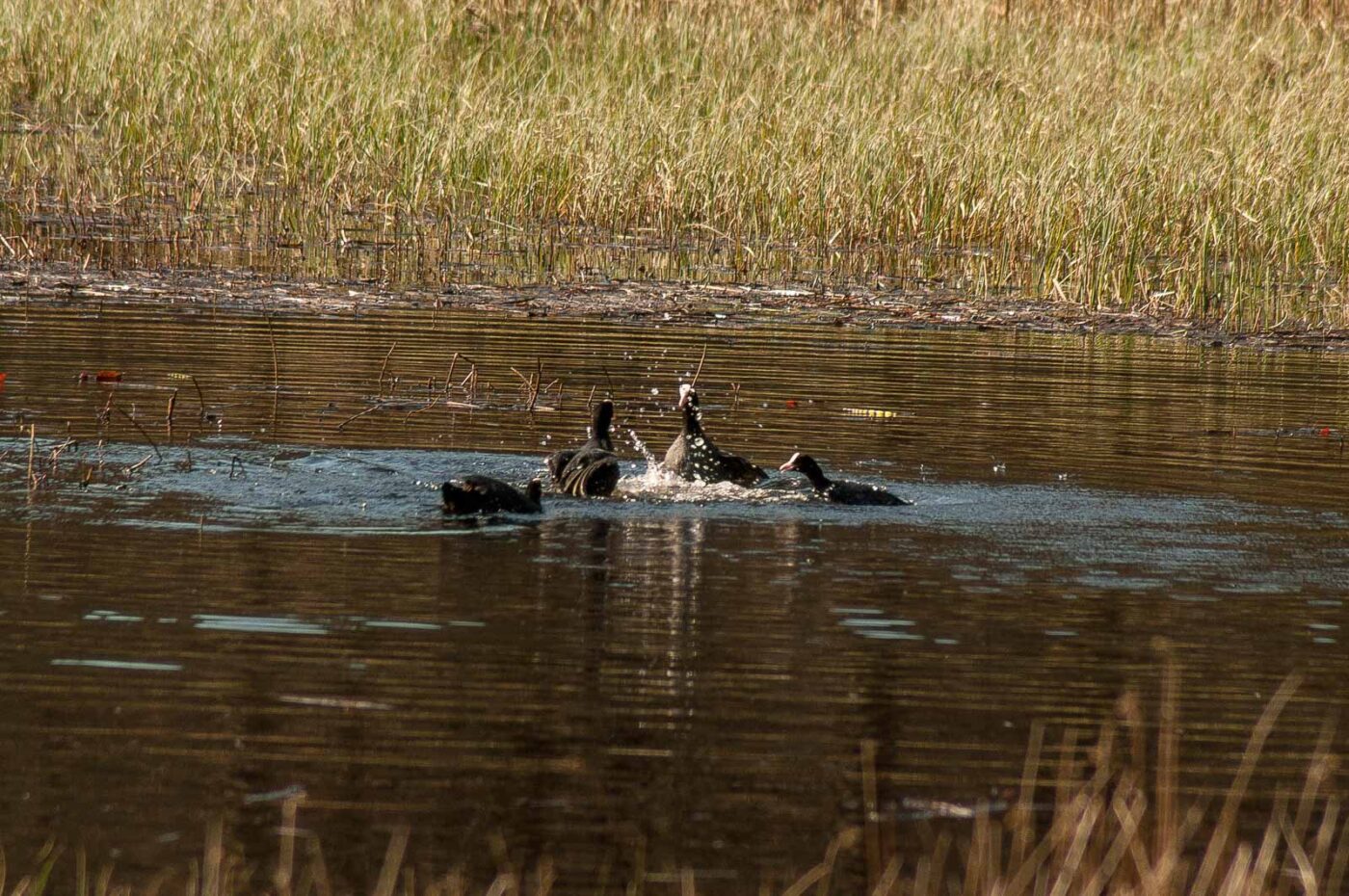 2017-03-28 - NSG Brinksknapp Recklinghausen