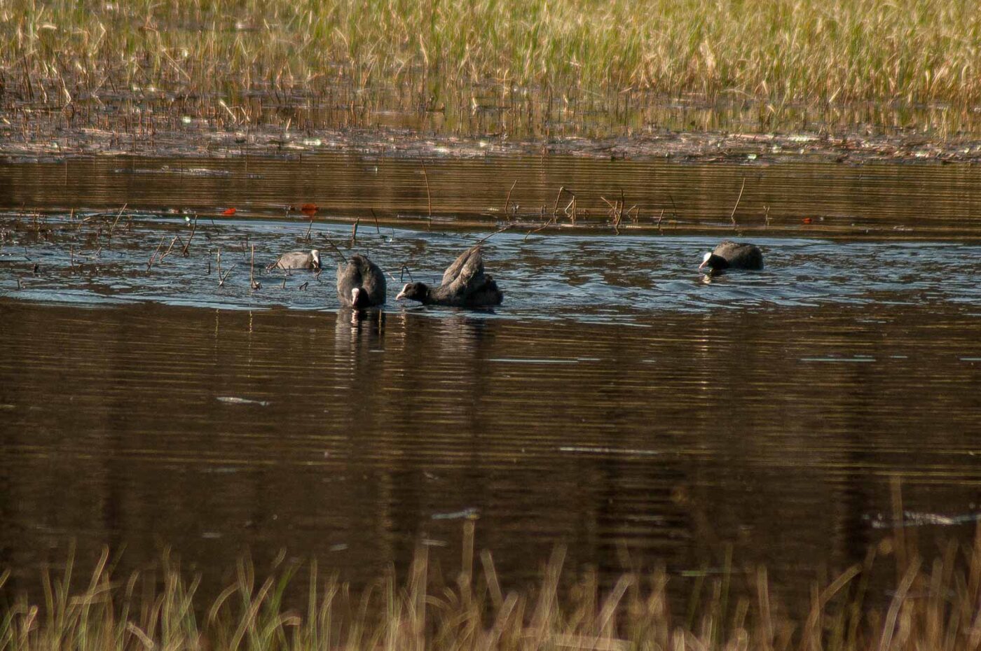 2017-03-28 - NSG Brinksknapp Recklinghausen