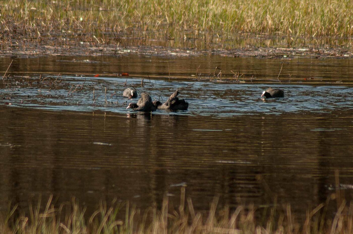 2017-03-28 - NSG Brinksknapp Recklinghausen