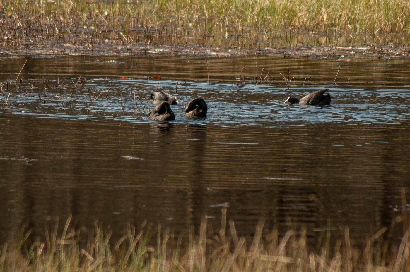 2017-03-28 - NSG Brinksknapp Recklinghausen