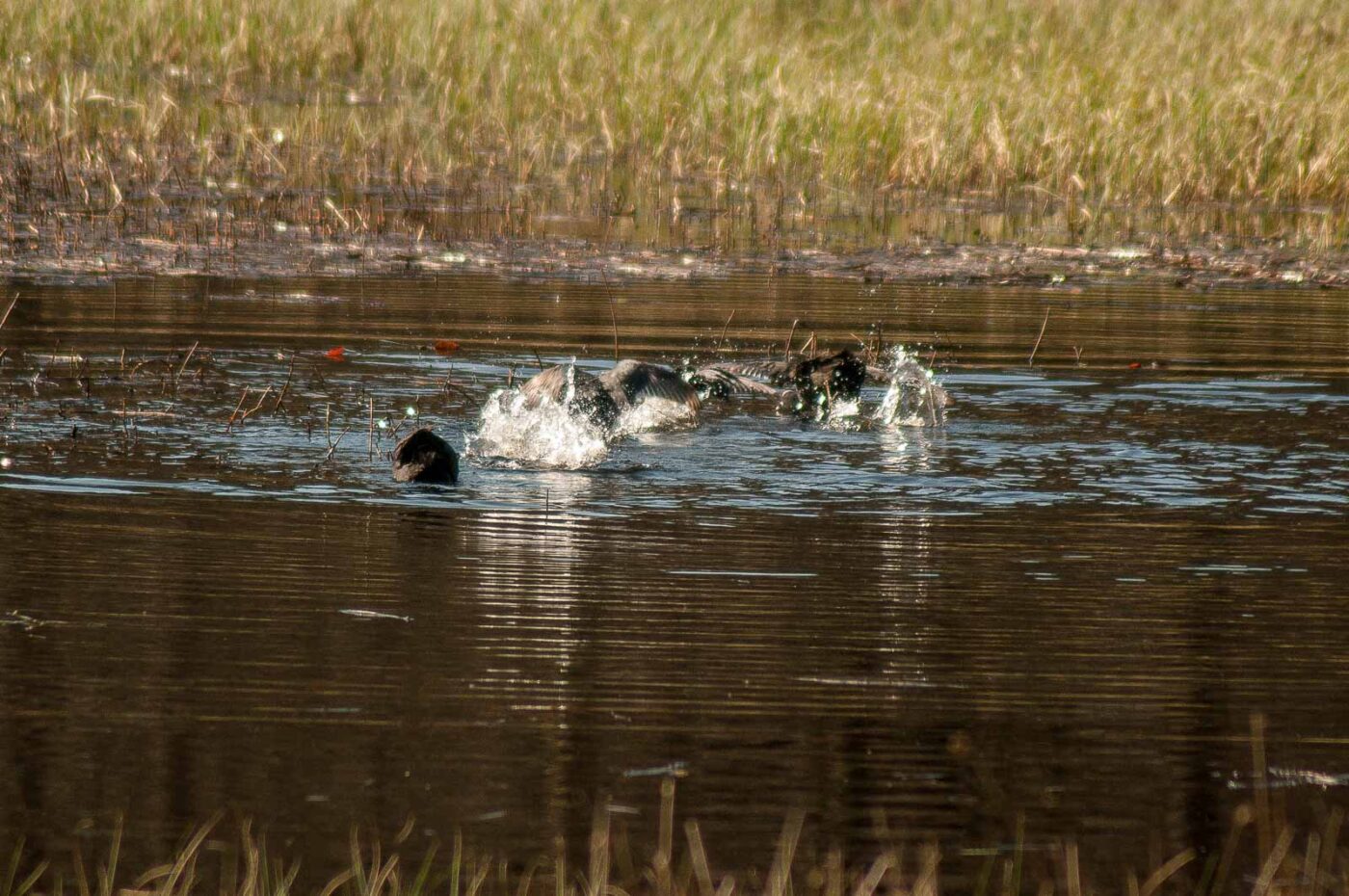 2017-03-28 - NSG Brinksknapp Recklinghausen