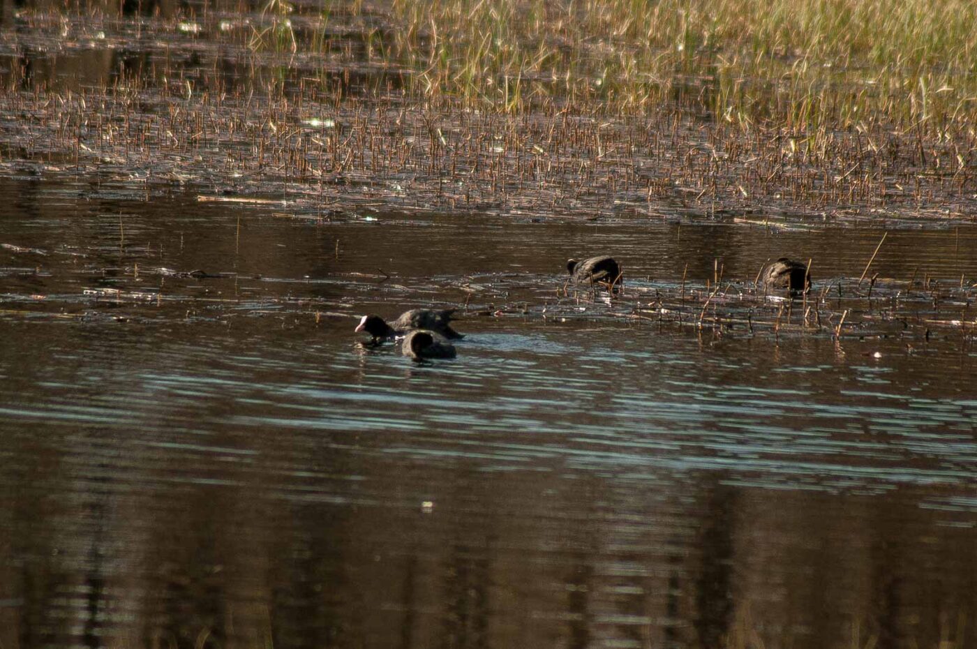 2017-03-28 - NSG Brinksknapp Recklinghausen