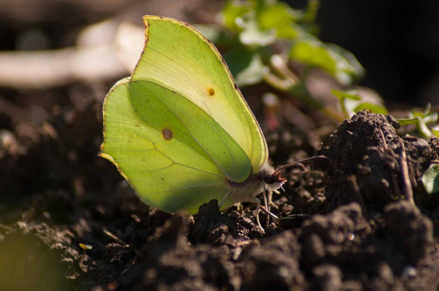 2017-03-28 - NSG Brinksknapp Recklinghausen