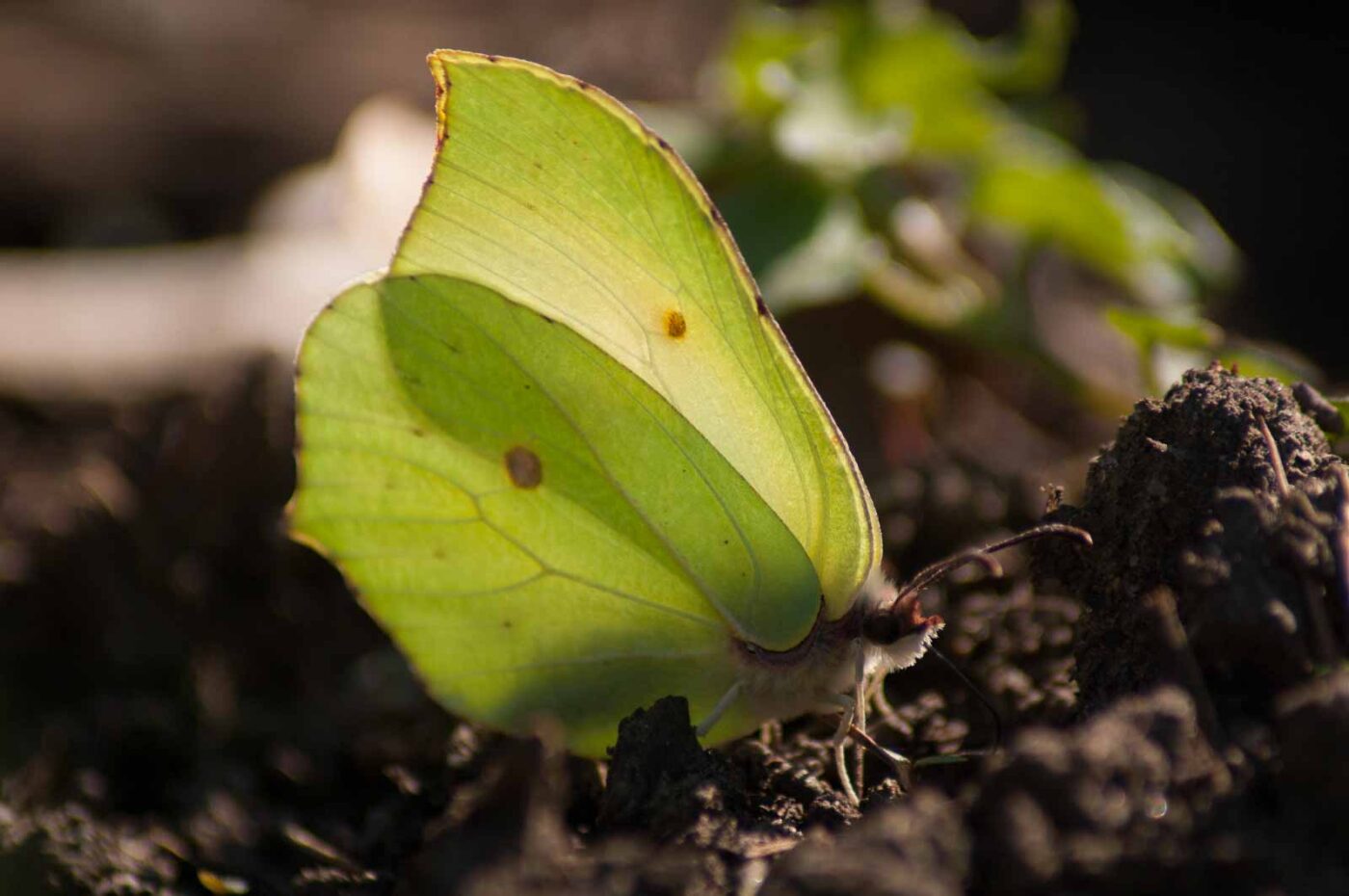 2017-03-28 - NSG Brinksknapp Recklinghausen