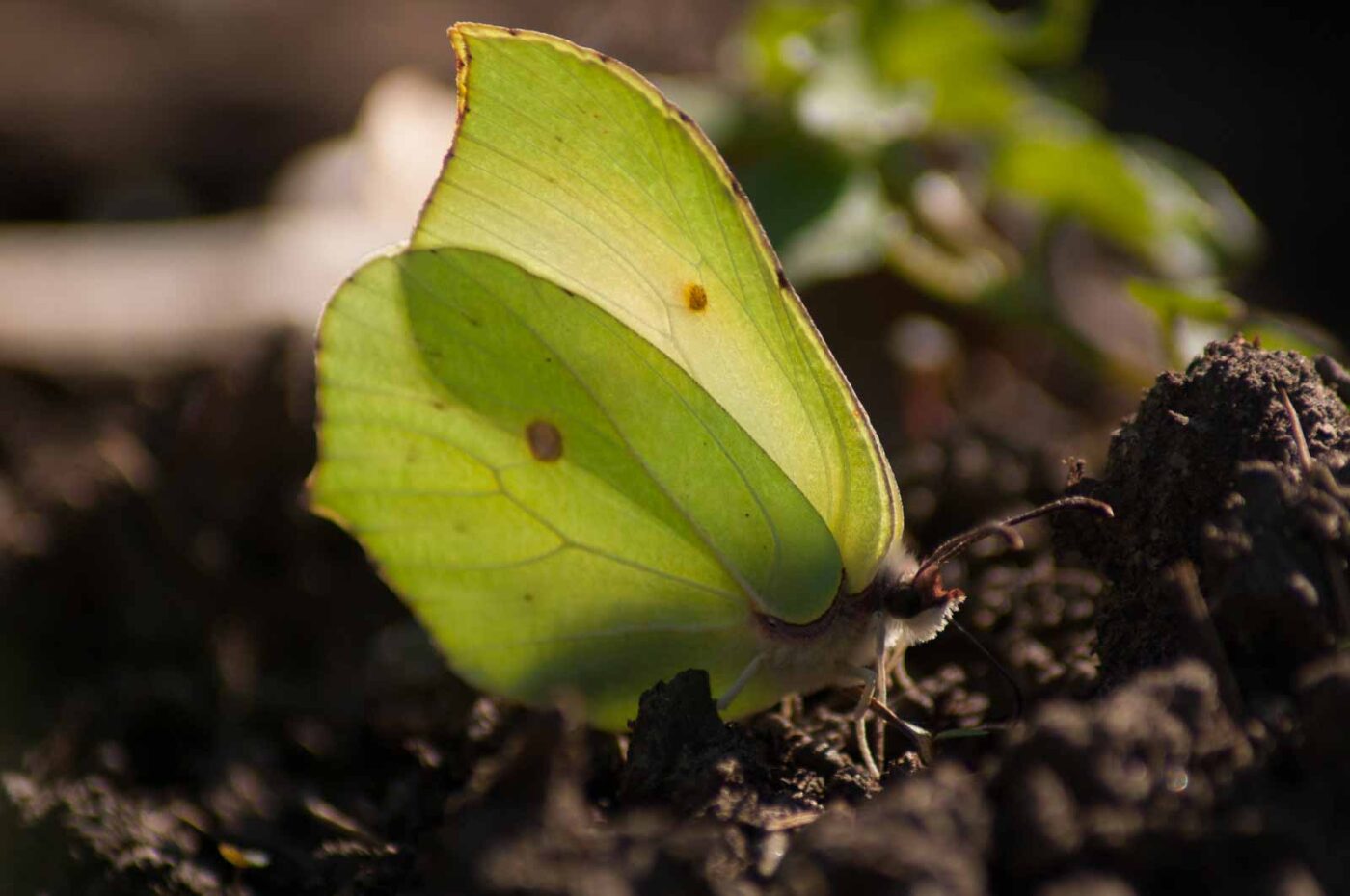 2017-03-28 - NSG Brinksknapp Recklinghausen