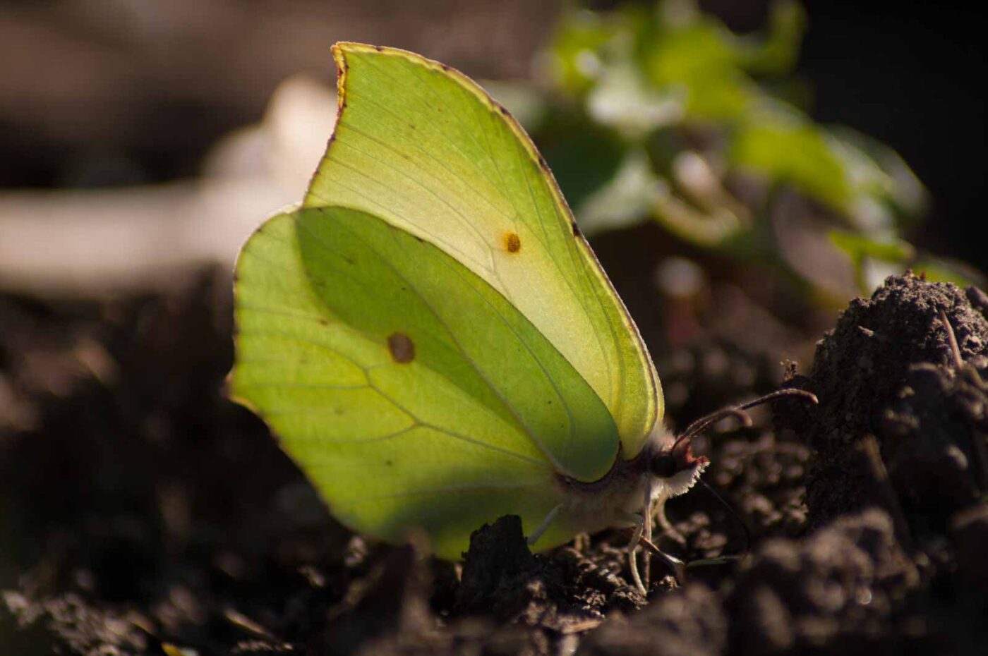 2017-03-28 - NSG Brinksknapp Recklinghausen