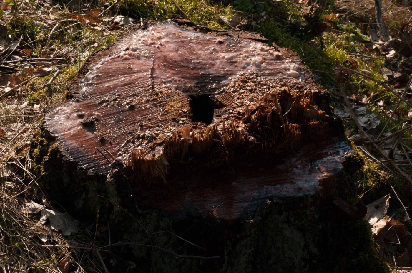 2017-03-28 - NSG Brinksknapp Recklinghausen