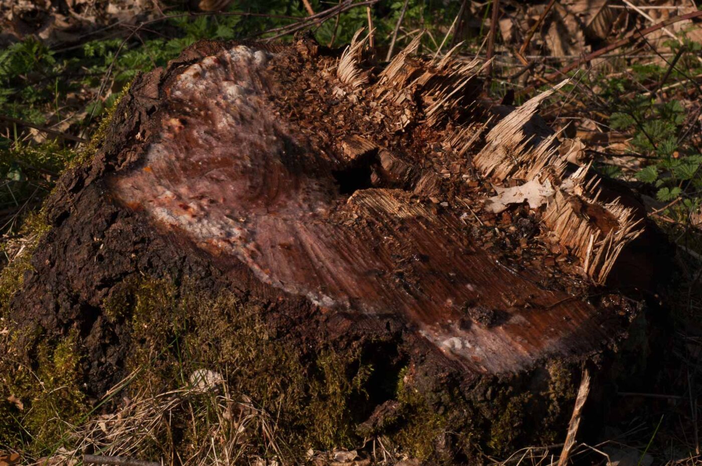 2017-03-28 - NSG Brinksknapp Recklinghausen