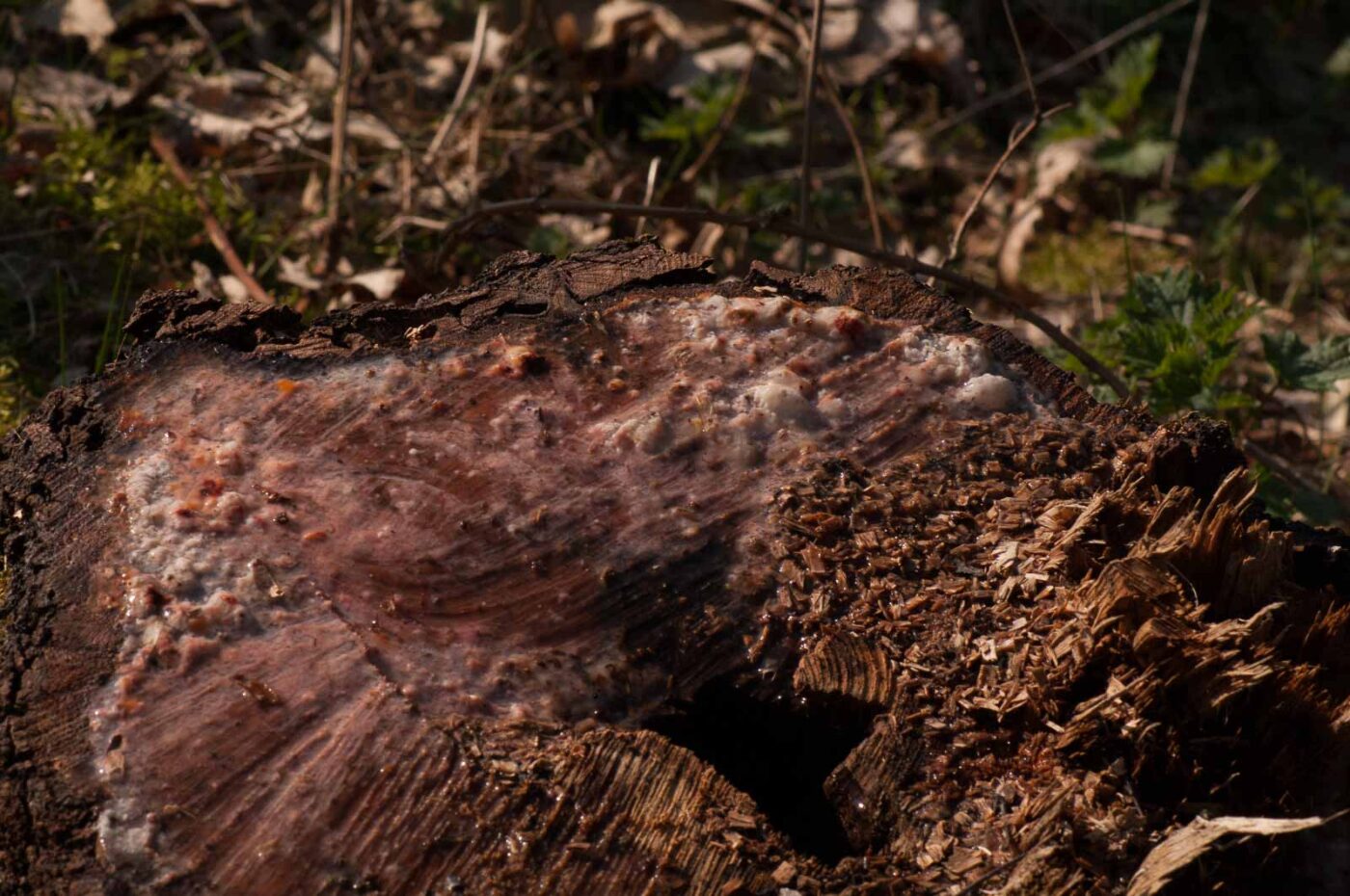 2017-03-28 - NSG Brinksknapp Recklinghausen