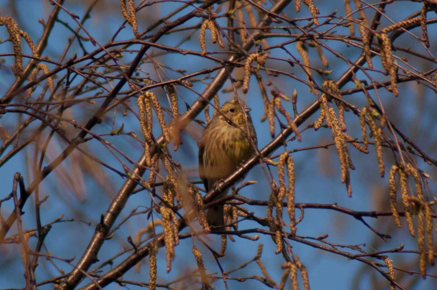 2017-03-28 - NSG Brandheide Recklinghausen