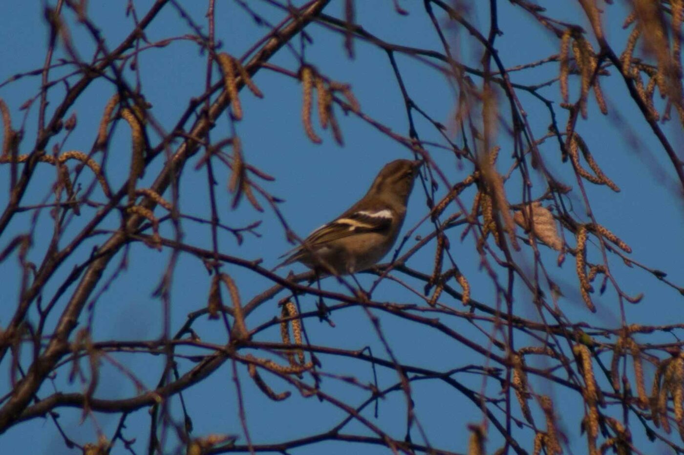 2017-03-28 - NSG Brandheide Recklinghausen