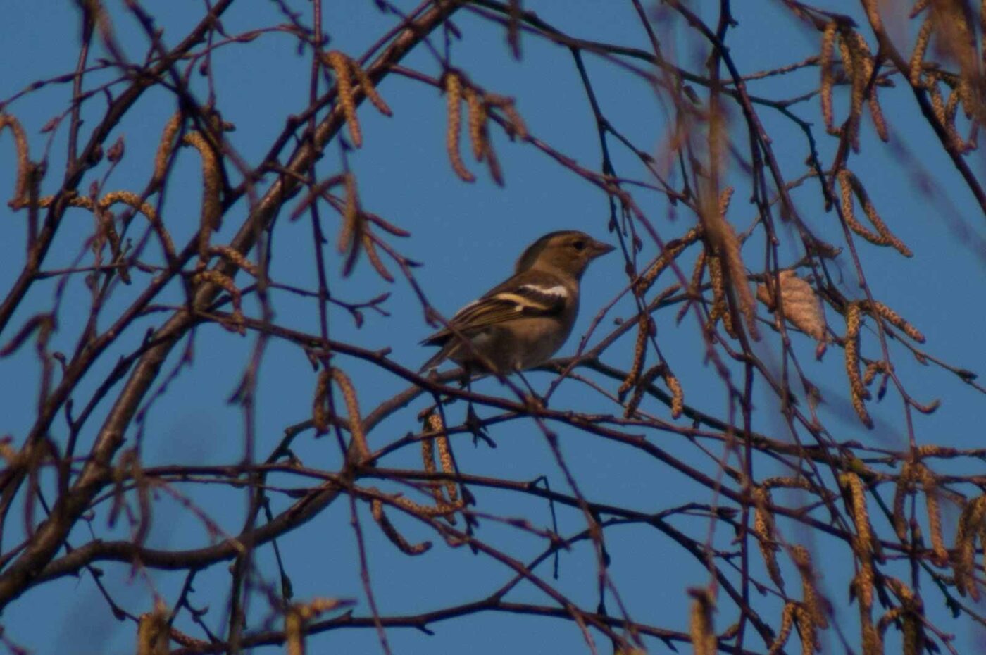 2017-03-28 - NSG Brandheide Recklinghausen