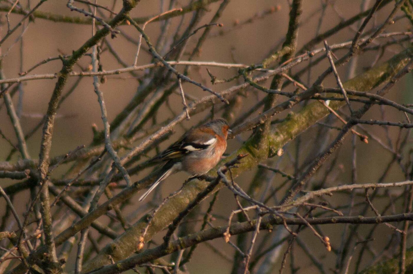 2017-03-28 - NSG Brandheide Recklinghausen