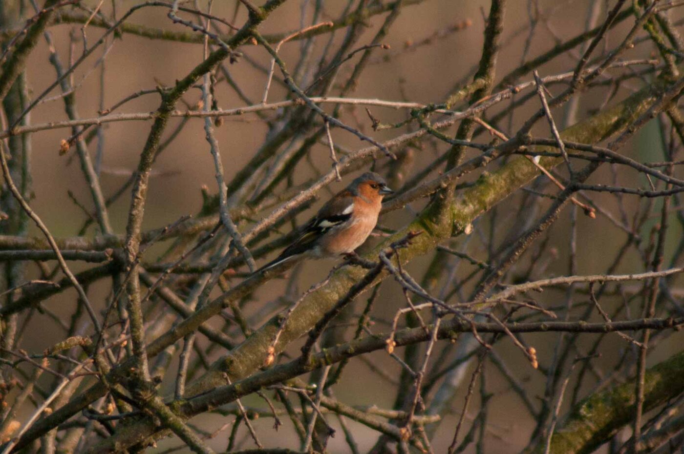 2017-03-28 - NSG Brandheide Recklinghausen