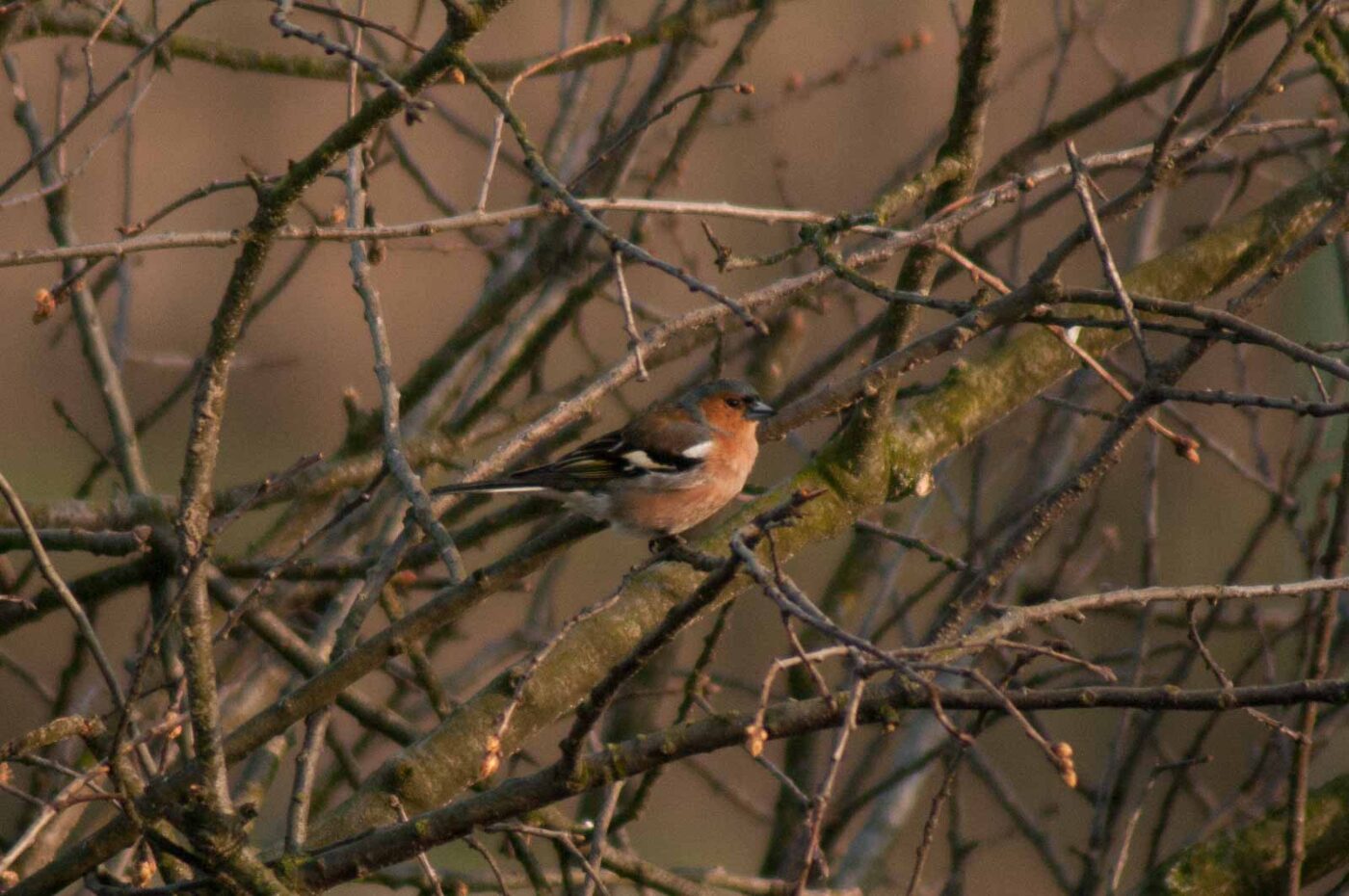 2017-03-28 - NSG Brandheide Recklinghausen