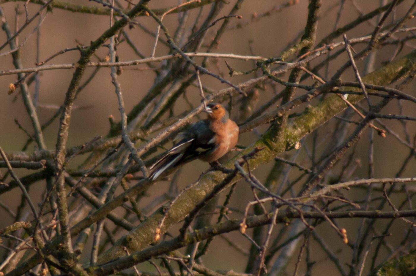 2017-03-28 - NSG Brandheide Recklinghausen