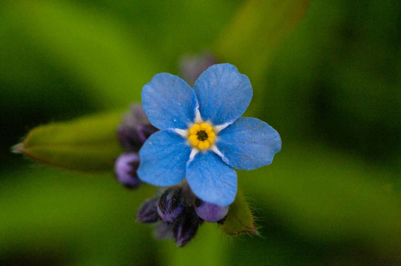 2017-03-31 - NSG Brinksknapp Recklinghausen