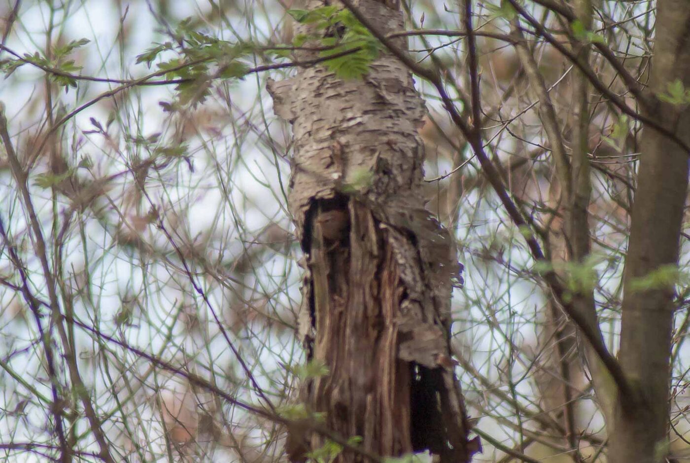 2017-03-31 - NSG Brinksknapp Recklinghausen