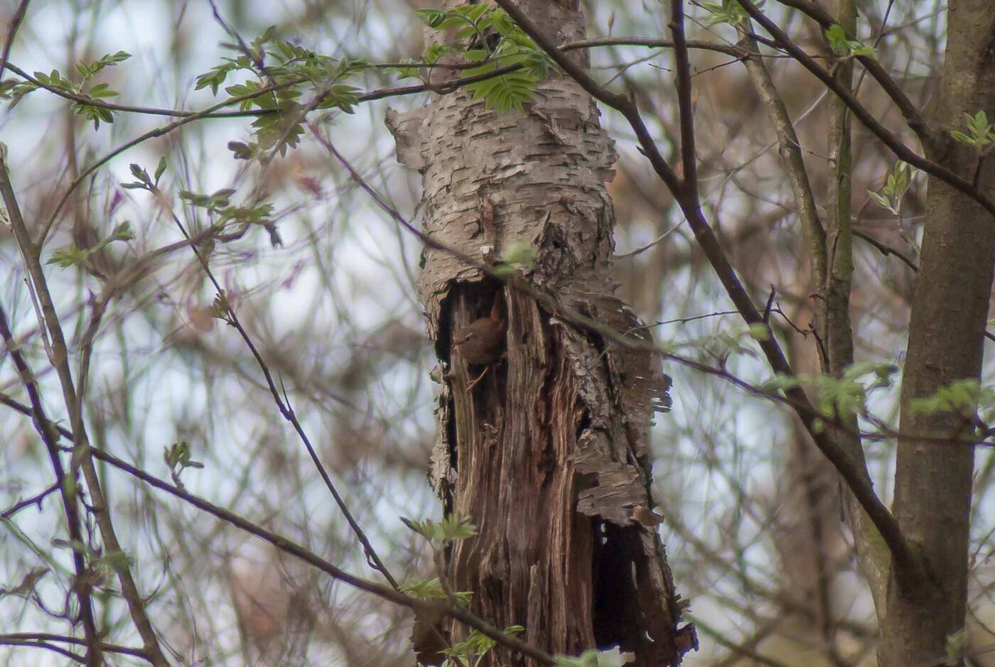 2017-03-31 - NSG Brinksknapp Recklinghausen