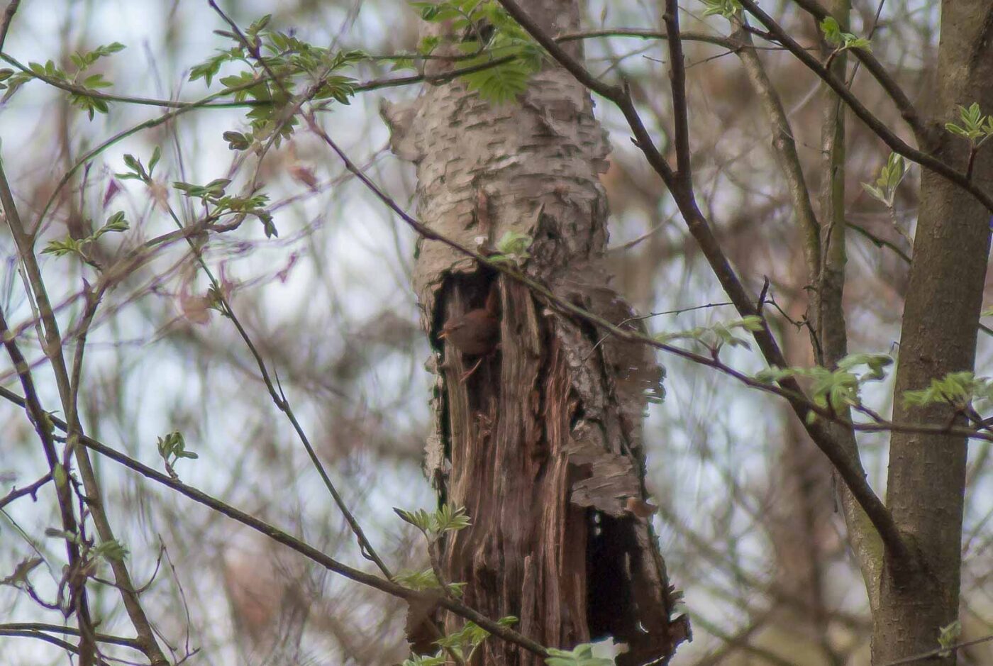 2017-03-31 - NSG Brinksknapp Recklinghausen