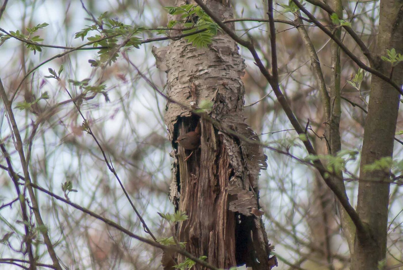 2017-03-31 - NSG Brinksknapp Recklinghausen