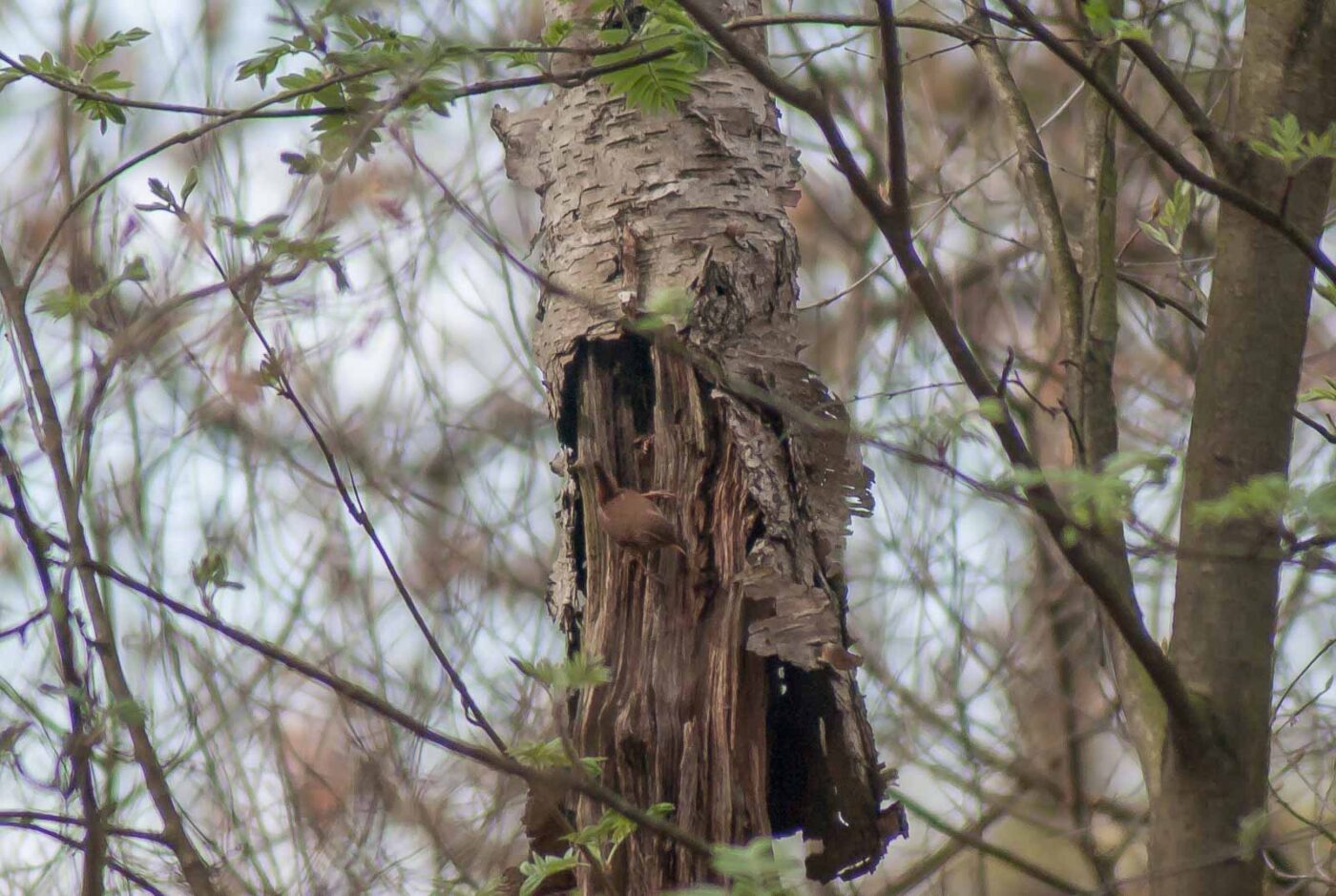 2017-03-31 - NSG Brinksknapp Recklinghausen