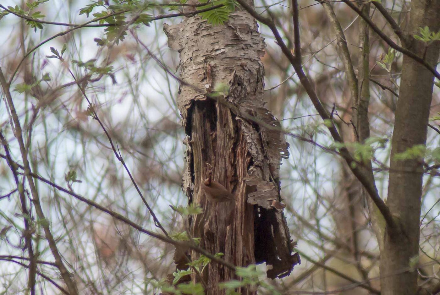 2017-03-31 - NSG Brinksknapp Recklinghausen