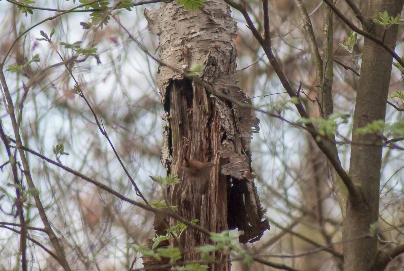 2017-03-31 - NSG Brinksknapp Recklinghausen