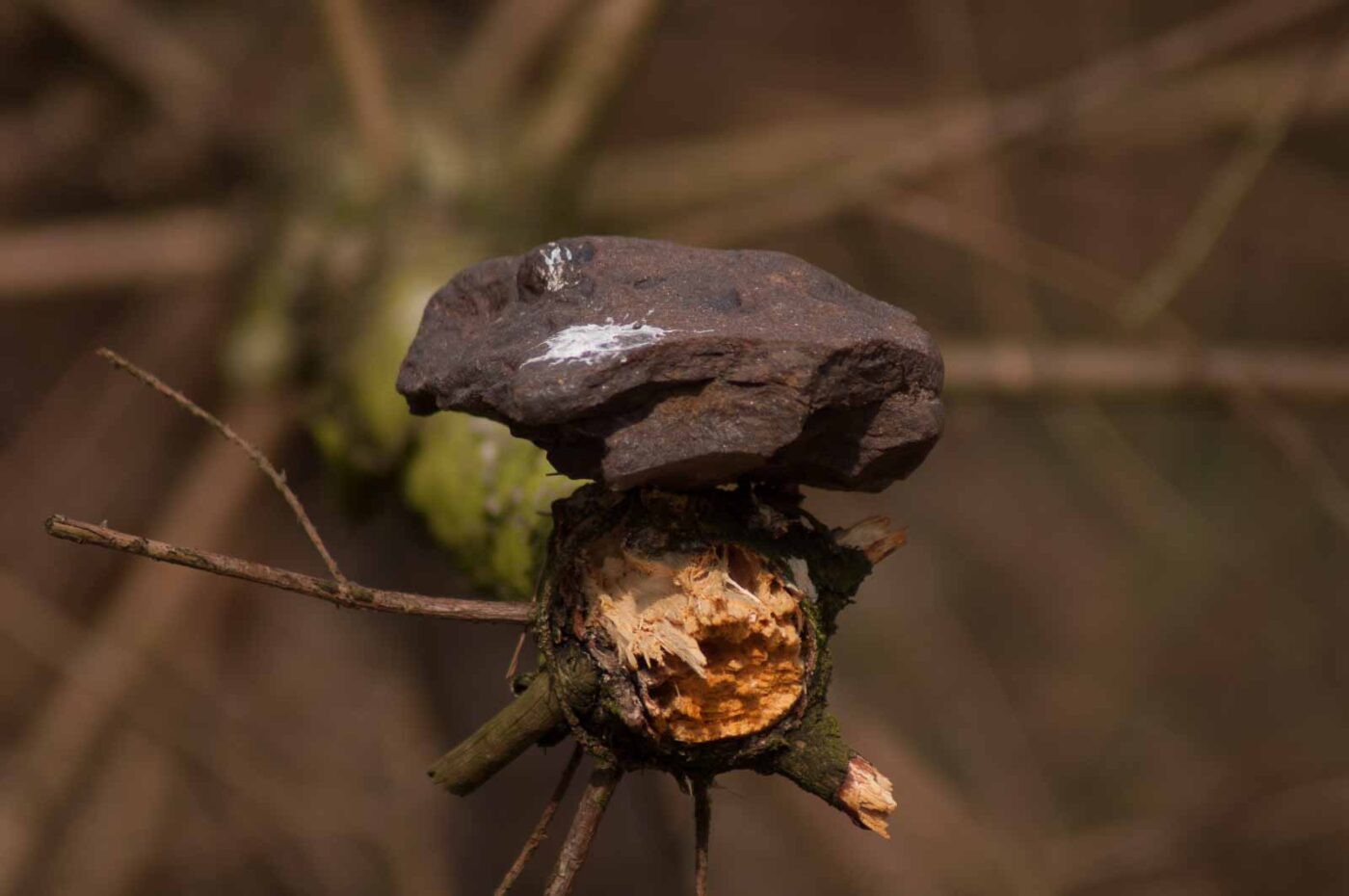 2017-03-31 - NSG Brinksknapp Recklinghausen