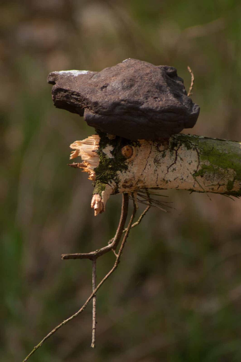 2017-03-31 - NSG Brinksknapp Recklinghausen