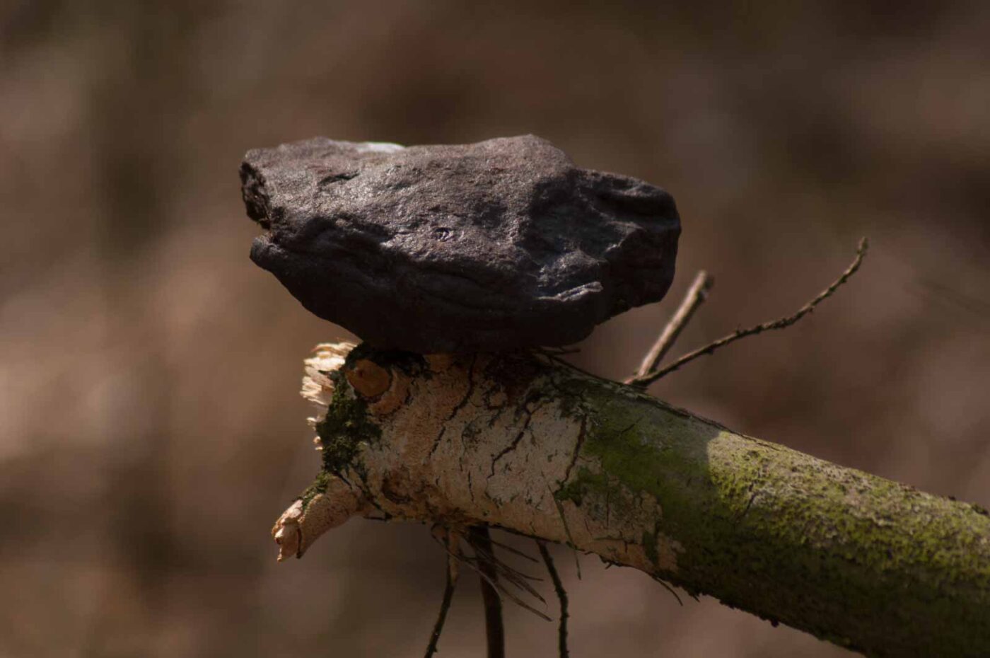 2017-03-31 - NSG Brinksknapp Recklinghausen