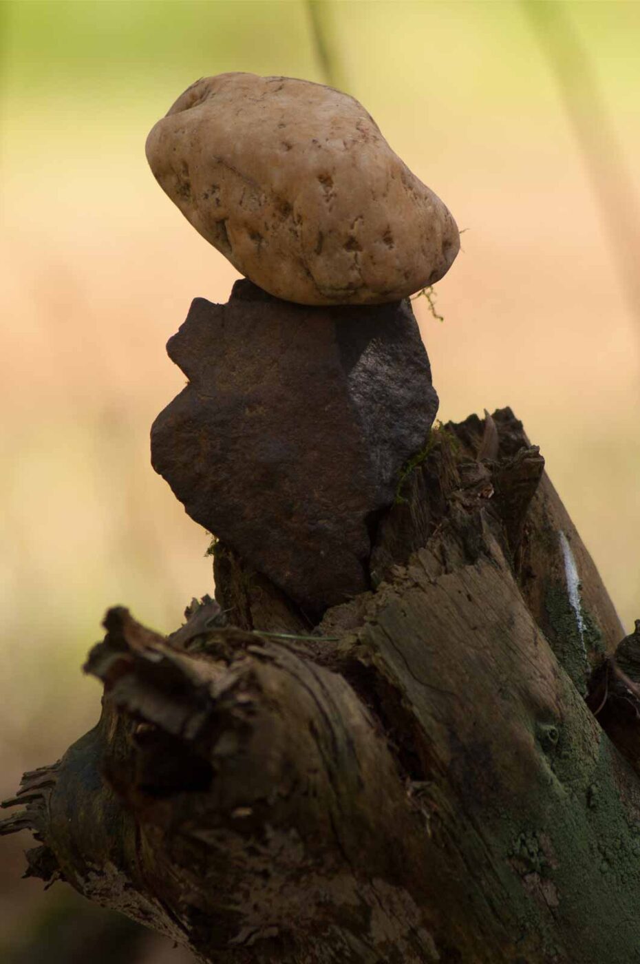 2017-03-31 - NSG Brinksknapp Recklinghausen