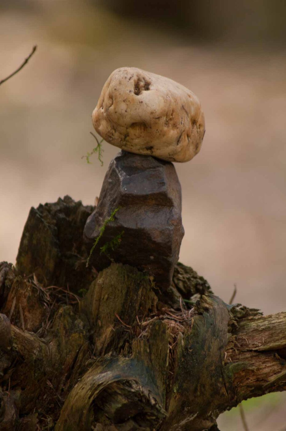 2017-03-31 - NSG Brinksknapp Recklinghausen