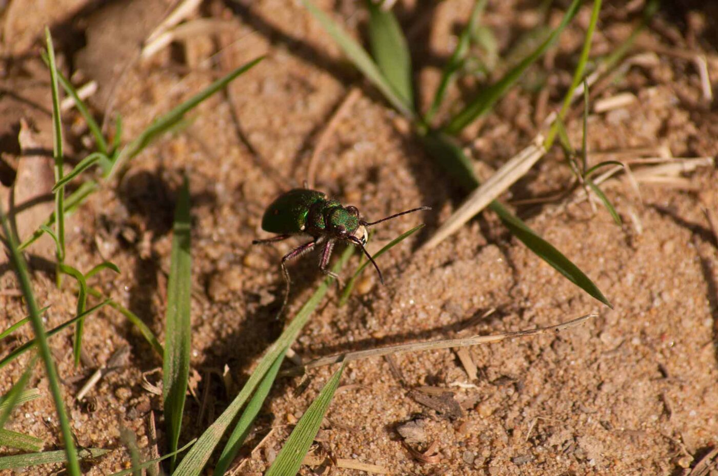 2017-03-31 - NSG Brinksknapp Recklinghausen