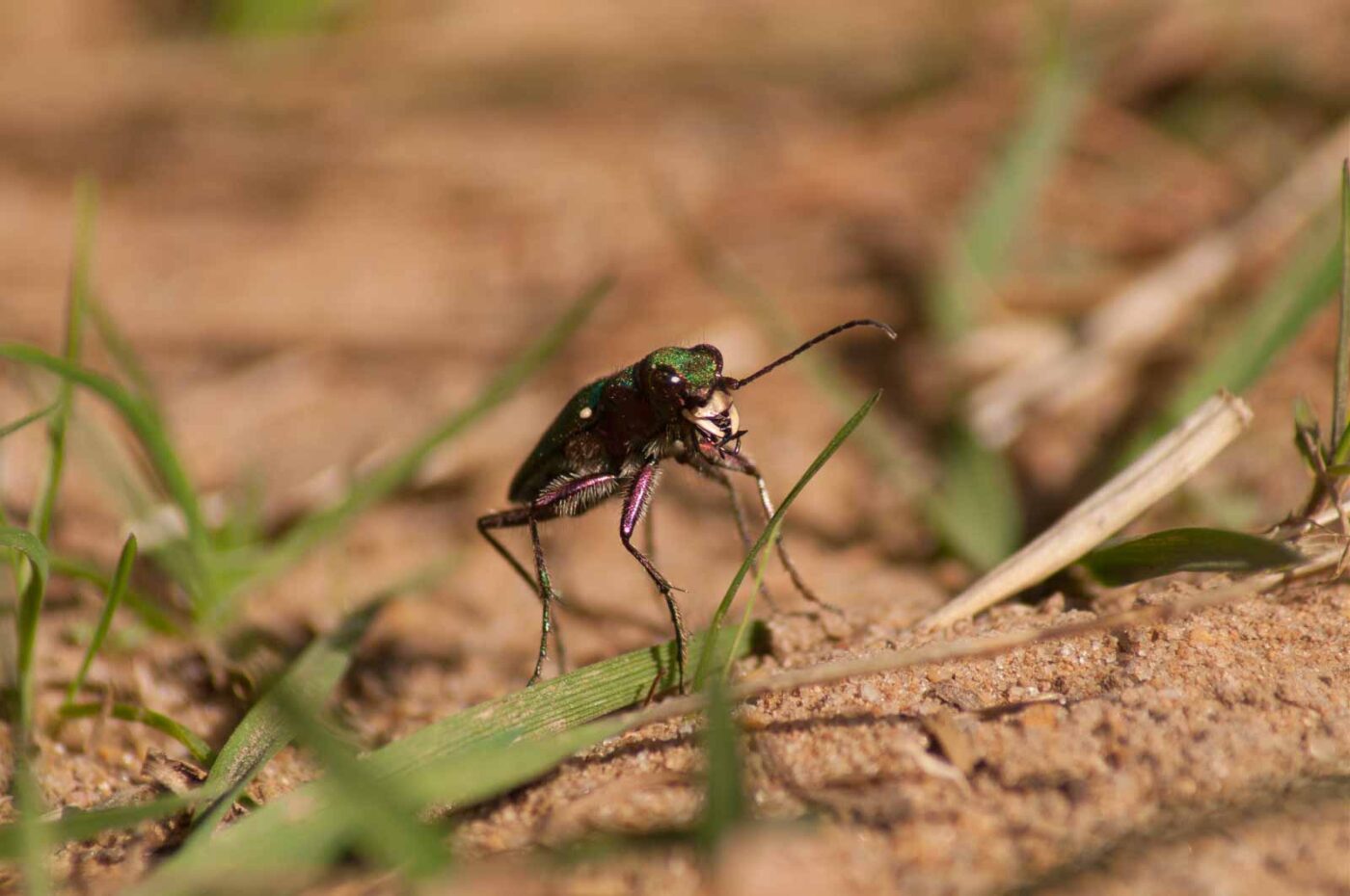 2017-03-31 - NSG Brinksknapp Recklinghausen