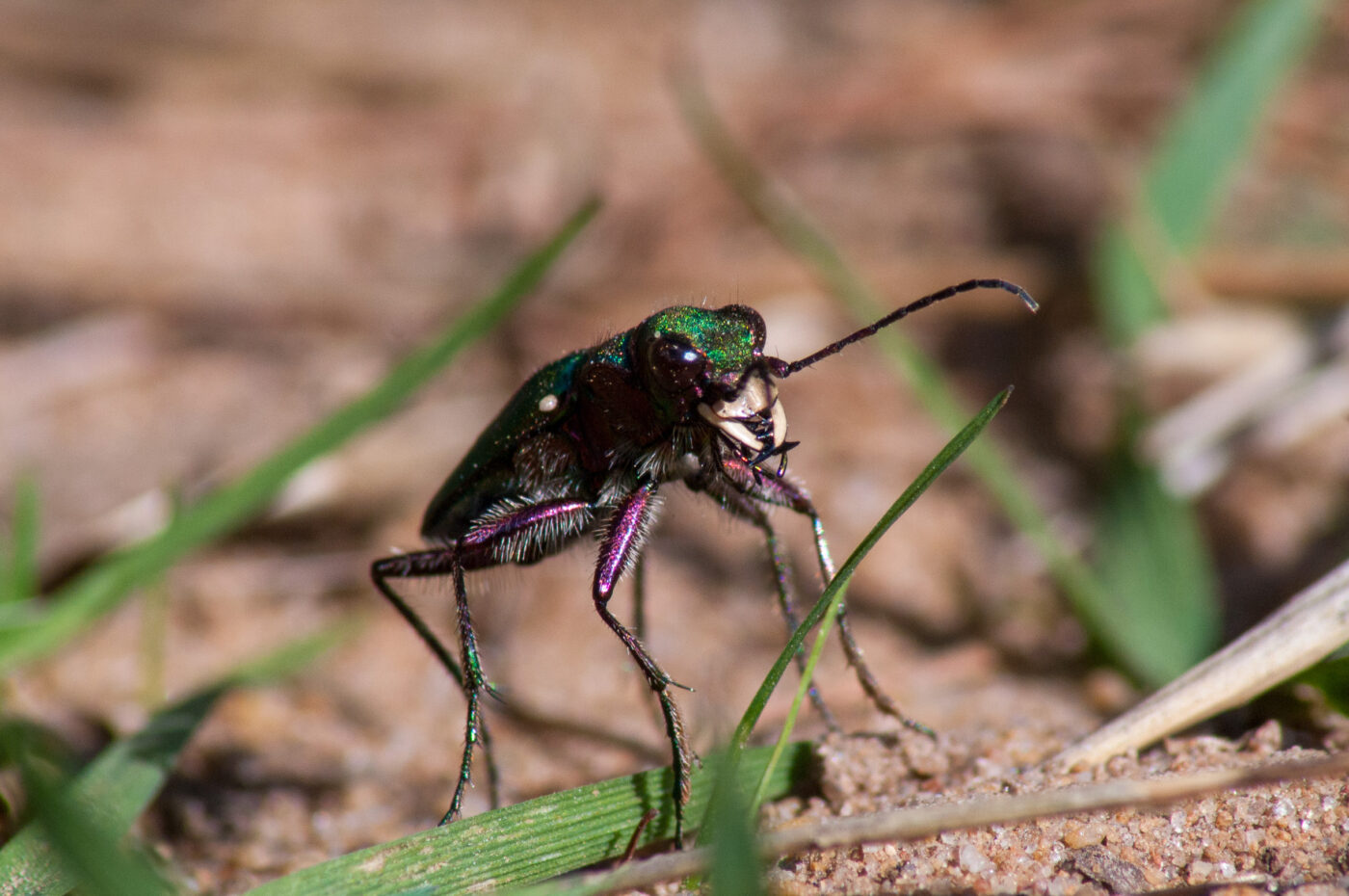 2017-03-31 - NSG Brinksknapp Recklinghausen