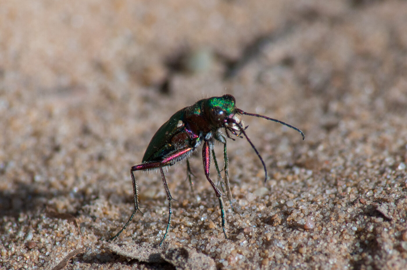 2017-03-31 - NSG Brinksknapp Recklinghausen