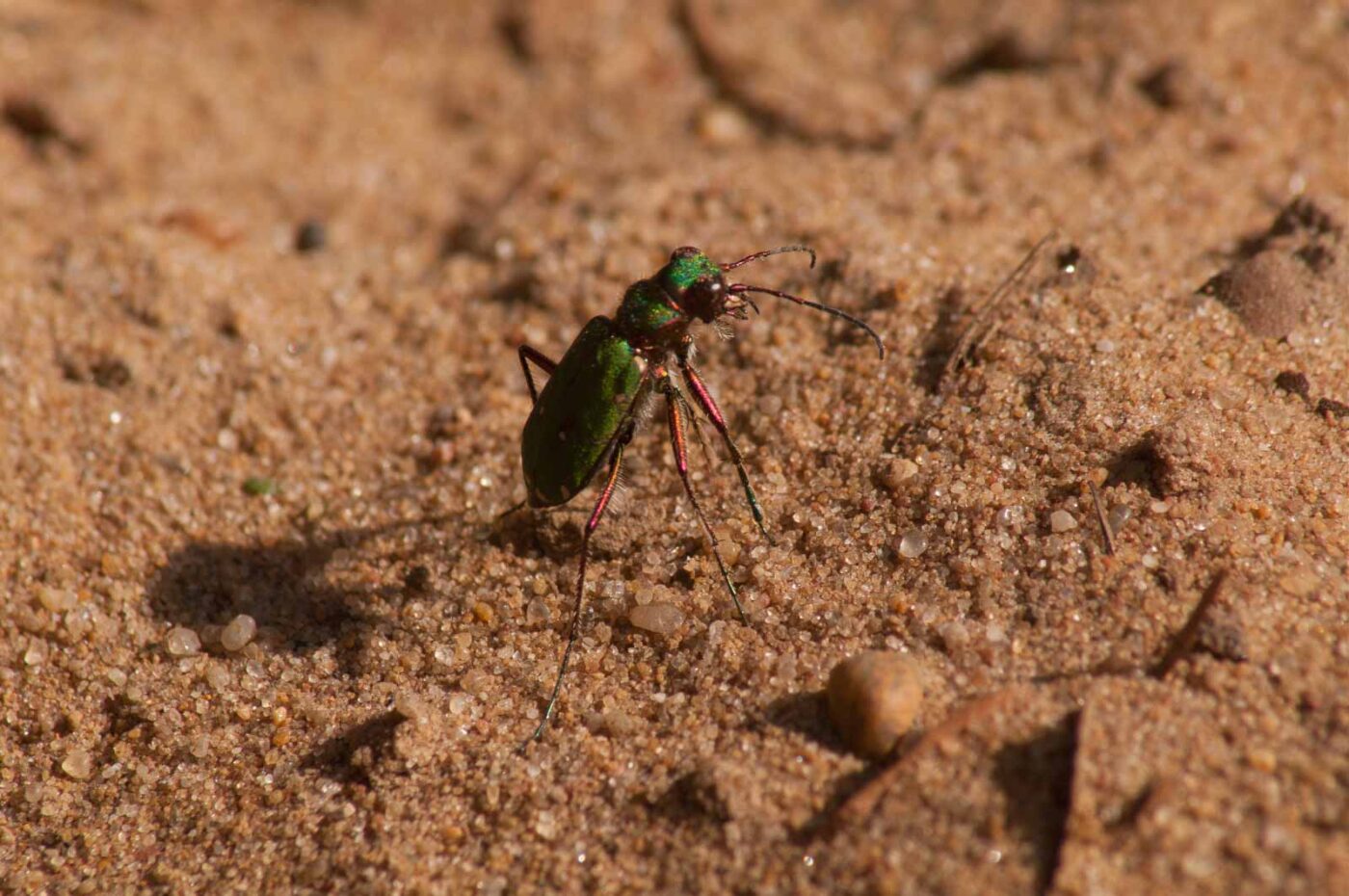 2017-03-31 - NSG Brinksknapp Recklinghausen