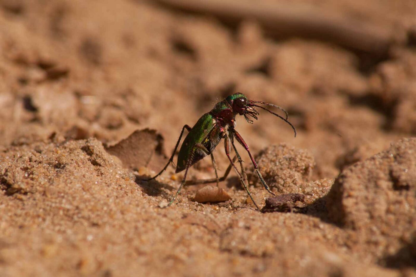 2017-03-31 - NSG Brinksknapp Recklinghausen