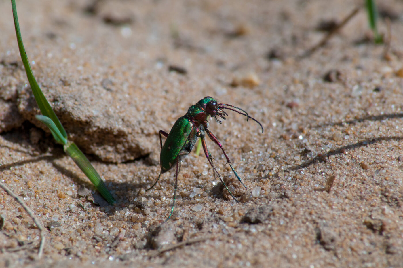 2017-03-31 - NSG Brinksknapp Recklinghausen