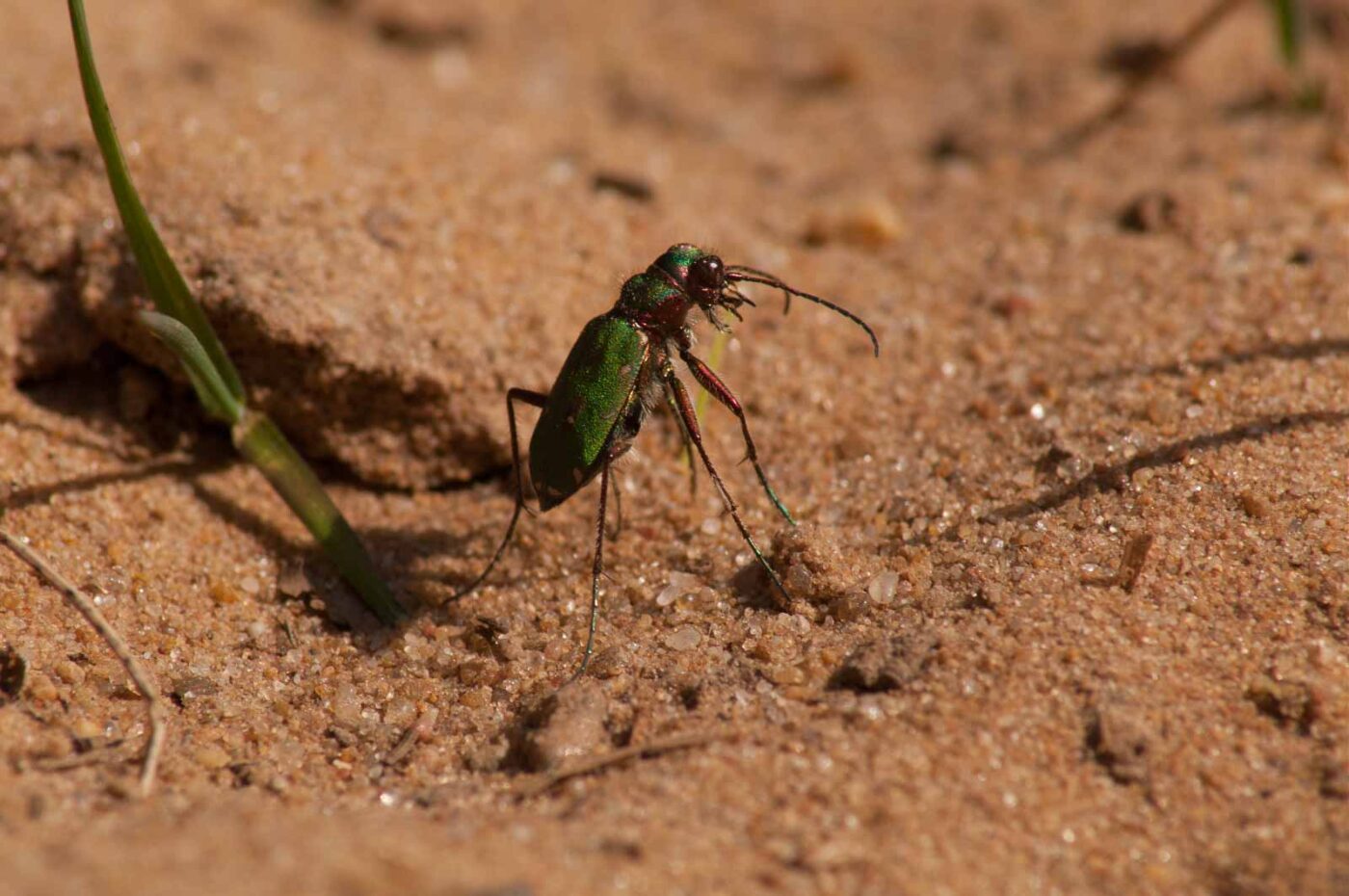2017-03-31 - NSG Brinksknapp Recklinghausen