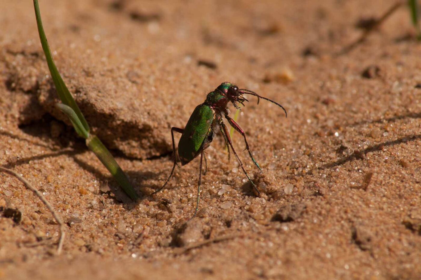 2017-03-31 - NSG Brinksknapp Recklinghausen