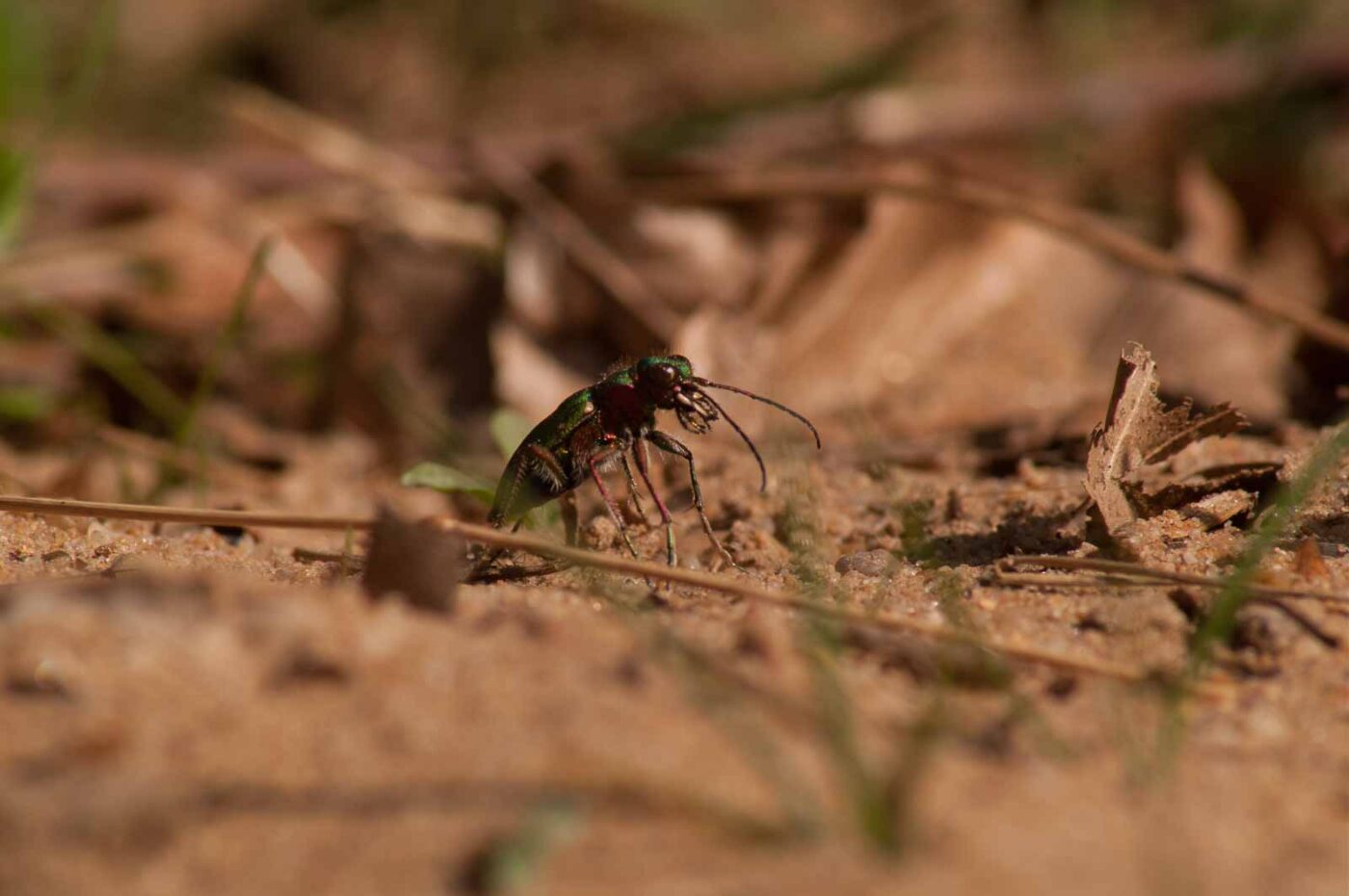 2017-03-31 - NSG Brinksknapp Recklinghausen